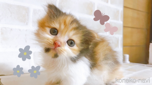 成約済の東京都のマンチカン(短足)-103394の1枚目