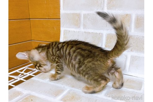 販売中の東京都のトイガー-103396の8枚目