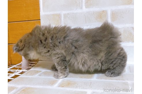 成約済の東京都のスコティッシュフォールド-103399の2枚目