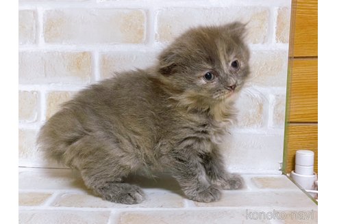 成約済の東京都のスコティッシュフォールド-103399の3枚目