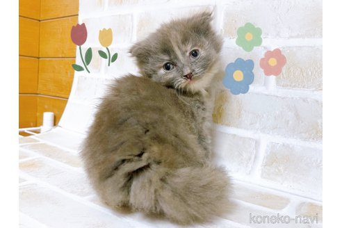 成約済の東京都のスコティッシュフォールド-103399の4枚目