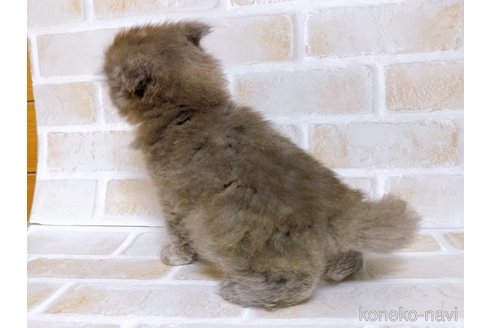 成約済の東京都のスコティッシュフォールド-103399の5枚目