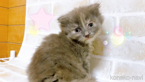 成約済の東京都のスコティッシュフォールド-103399