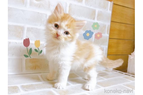 成約済の東京都のスコティッシュフォールド-103402の5枚目