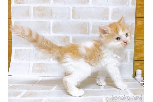 成約済の東京都のスコティッシュフォールド-103402の2枚目