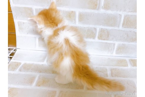 成約済の東京都のスコティッシュフォールド-103402の3枚目