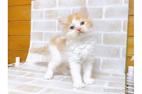 成約済の東京都のスコティッシュフォールド-103402の4枚目