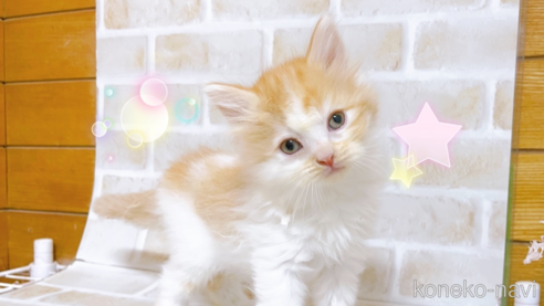 成約済の東京都のスコティッシュフォールド-103402の1枚目