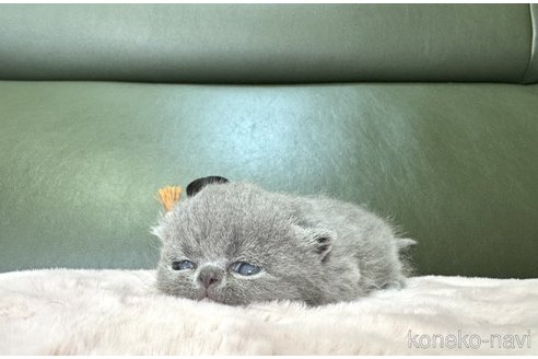 成約済の岐阜県のミヌエット(短足)-103418の5枚目