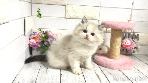 成約済の埼玉県のラグドール-101131の1枚目