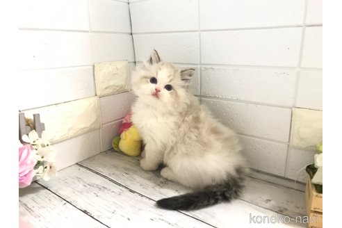 成約済の埼玉県のラグドール-101131の2枚目