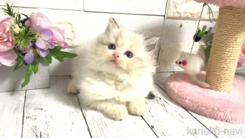 成約済の埼玉県のラグドール-101133の2枚目