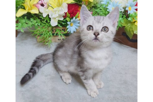 成約済の大阪府のジェネッタ-103429の2枚目