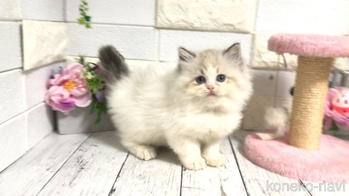 成約済の埼玉県のラグドール-101136の3枚目