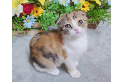 成約済の大阪府のスコティッシュフォールド(折れ耳)-103431の2枚目