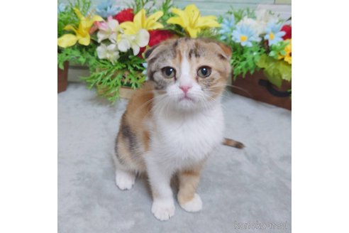 成約済の大阪府のスコティッシュフォールド(折れ耳)-103431の3枚目