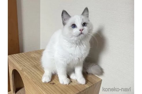 成約済の埼玉県のラグドール-103432の3枚目