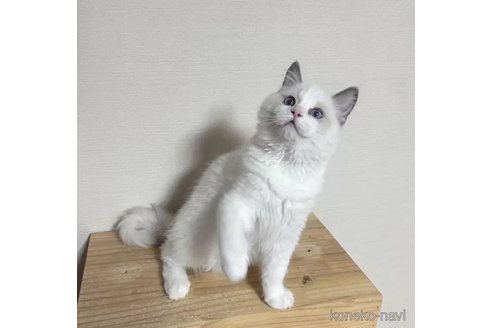 成約済の埼玉県のラグドール-103432の1枚目