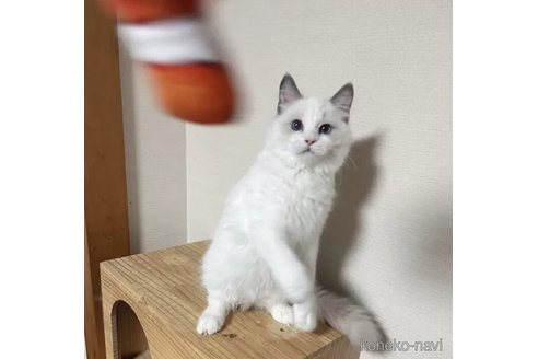 成約済の埼玉県のラグドール-103432の4枚目