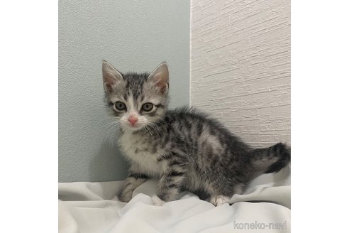 五十嵐雅治ブリーダーのアメリカンショートヘアの子猫