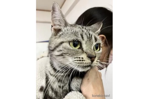 成約済の静岡県のアメリカンショートヘア-103440の2枚目
