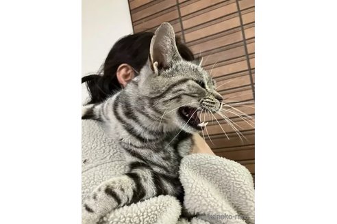 成約済の静岡県のアメリカンショートヘア-103440の3枚目