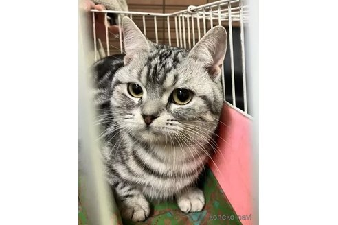 成約済の静岡県のアメリカンショートヘア-103442の5枚目