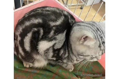 成約済の静岡県のアメリカンショートヘア-103442の2枚目
