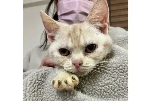 成約済の静岡県のアメリカンショートヘア-103444の1枚目