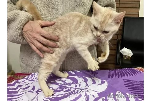 成約済の静岡県のアメリカンショートヘア-103444の4枚目