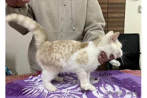 成約済の静岡県のミックス-103445の5枚目