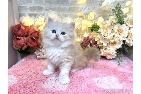 成約済の埼玉県のマンチカン-103448の3枚目