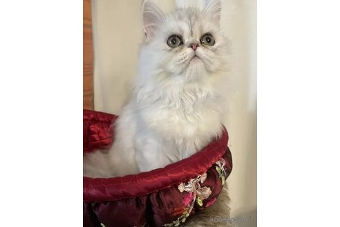 成約済の和歌山県のペルシャ(チンチラ)-103453の3枚目