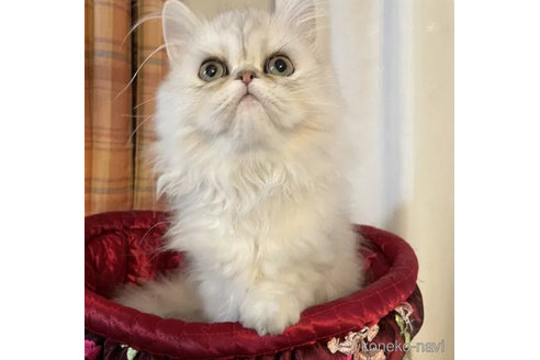 成約済の和歌山県のペルシャ(チンチラ)-103453の6枚目