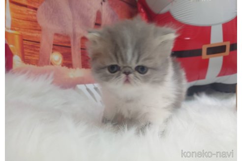 成約済ののエキゾチックロングヘア-103454