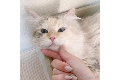 ステファニーちゃん1枚目