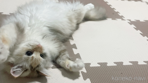 ステファニーちゃん1枚目