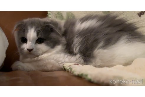 成約済の埼玉県のスコティッシュフォールド-100899