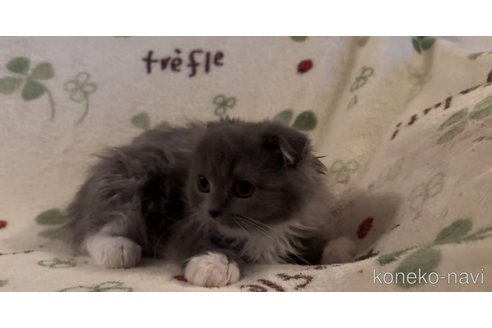 成約済の埼玉県のスコティッシュフォールド-103545の2枚目