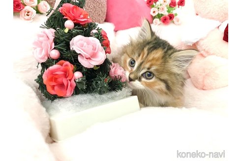 成約済の滋賀県のスコティッシュフォールド-103546の2枚目