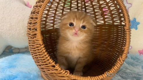 成約済の大阪府のスコティッシュフォールド(折れ耳)-103554の1枚目