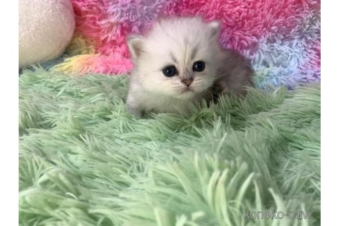 成約済の大阪府のペルシャ-103555の4枚目