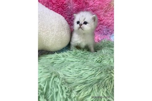 成約済の大阪府のペルシャ-103555の5枚目