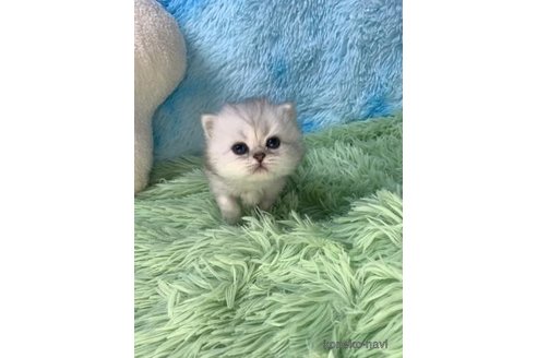 成約済の大阪府のペルシャ-103557の1枚目