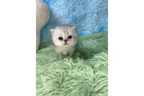成約済の大阪府のペルシャ-103557の5枚目