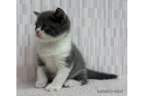 成約済の千葉県のブリティッシュショートヘア-103559の3枚目