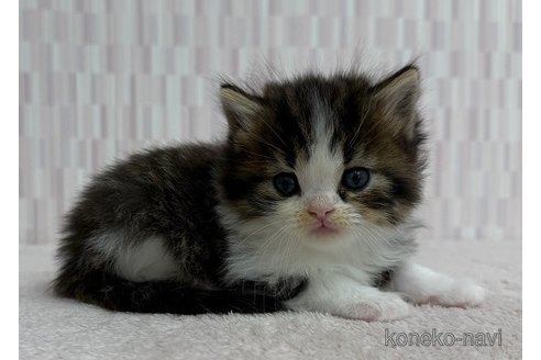 成約済の千葉県のスコティッシュフォールド-103560の3枚目