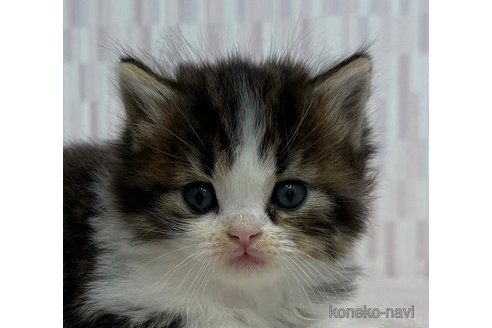 成約済の千葉県のスコティッシュフォールド-103560の1枚目