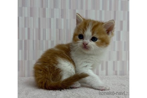 成約済の千葉県のスコティッシュフォールド-103561の2枚目