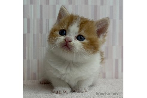 成約済の千葉県のスコティッシュフォールド-103561の3枚目